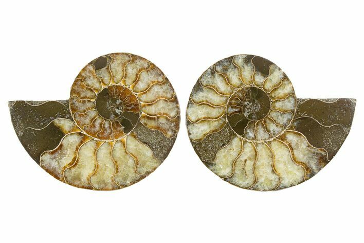 Cut & Polished, Agatized Ammonite Fossil - Madagascar #344150